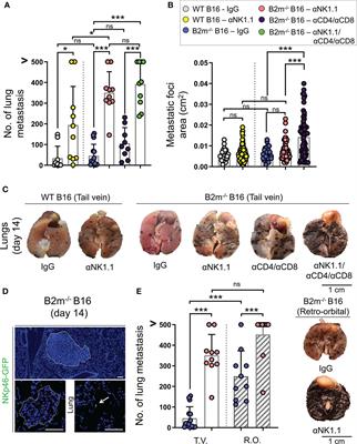 Natural killer cells suppress cancer metastasis by eliminating circulating cancer cells